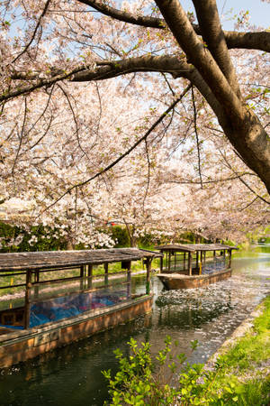 Spectacular Japanese Sakura Over Canal Wallpaper