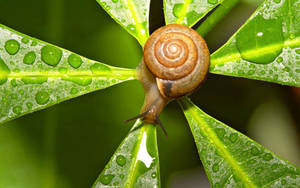 Stunning Image Of A Snail On A Leaf In The Dew-drop Morning Wallpaper