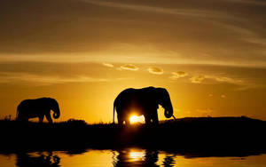 Sunsets And Elephants Wallpaper