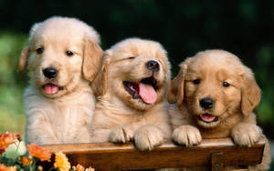 Three Little Puppy Animals On Wooden Chair Wallpaper