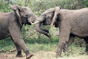 Two Fighting Elephants Wallpaper