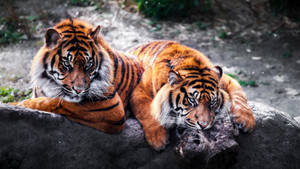Two Tiger Animals On Damp Rock Wallpaper