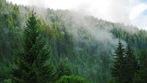 Verdant Pine Trees In Foggy Forest Wallpaper