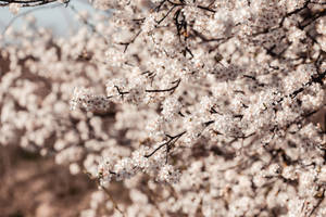 White Japanese Sakura Blossoms Wallpaper