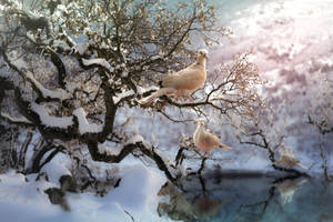 Winter White Doves Wallpaper