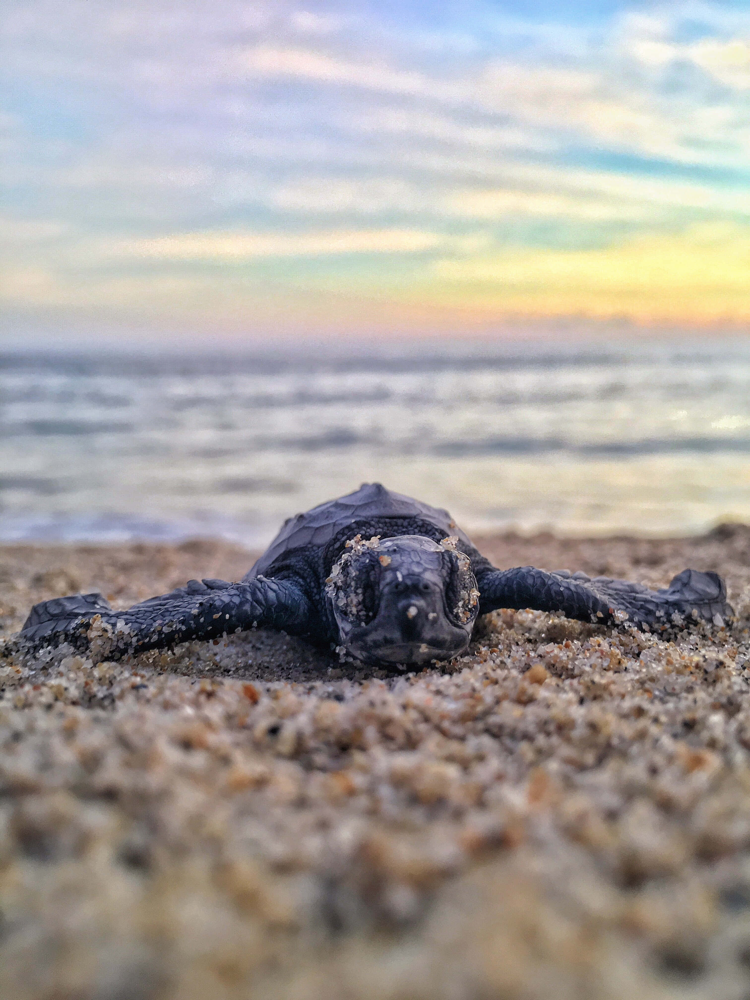 A Baby Sea Turtle Is Laying On The Beach At Sunset