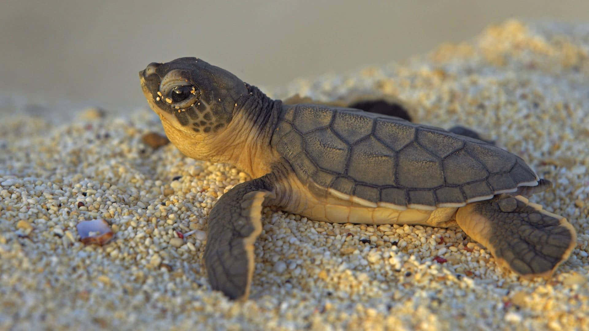 A Baby Turtle Freshly Hatched And Ready To Explore