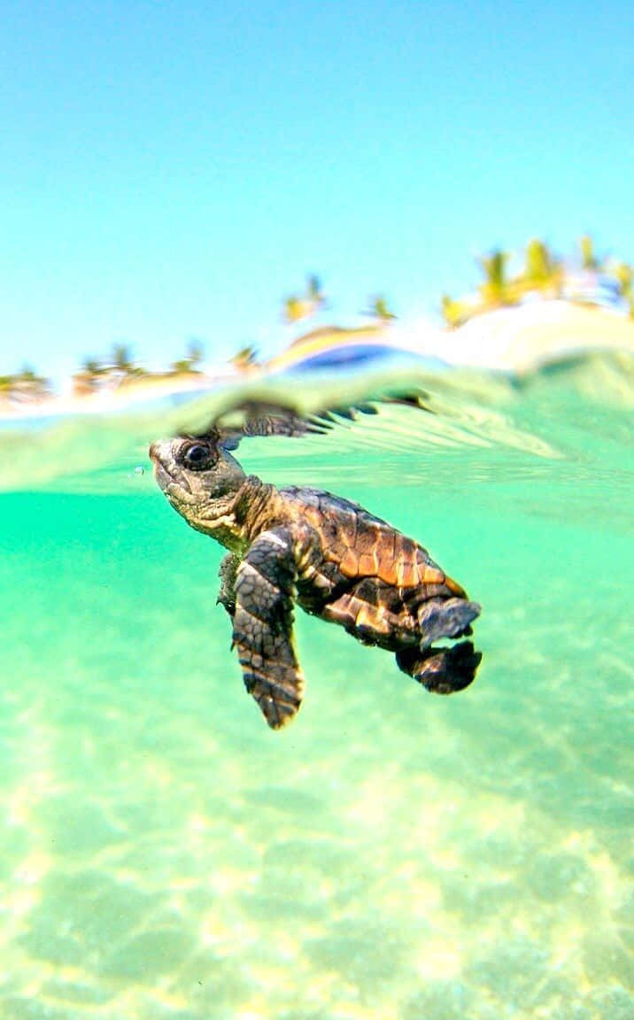 A Baby Turtle Swimming In The Ocean