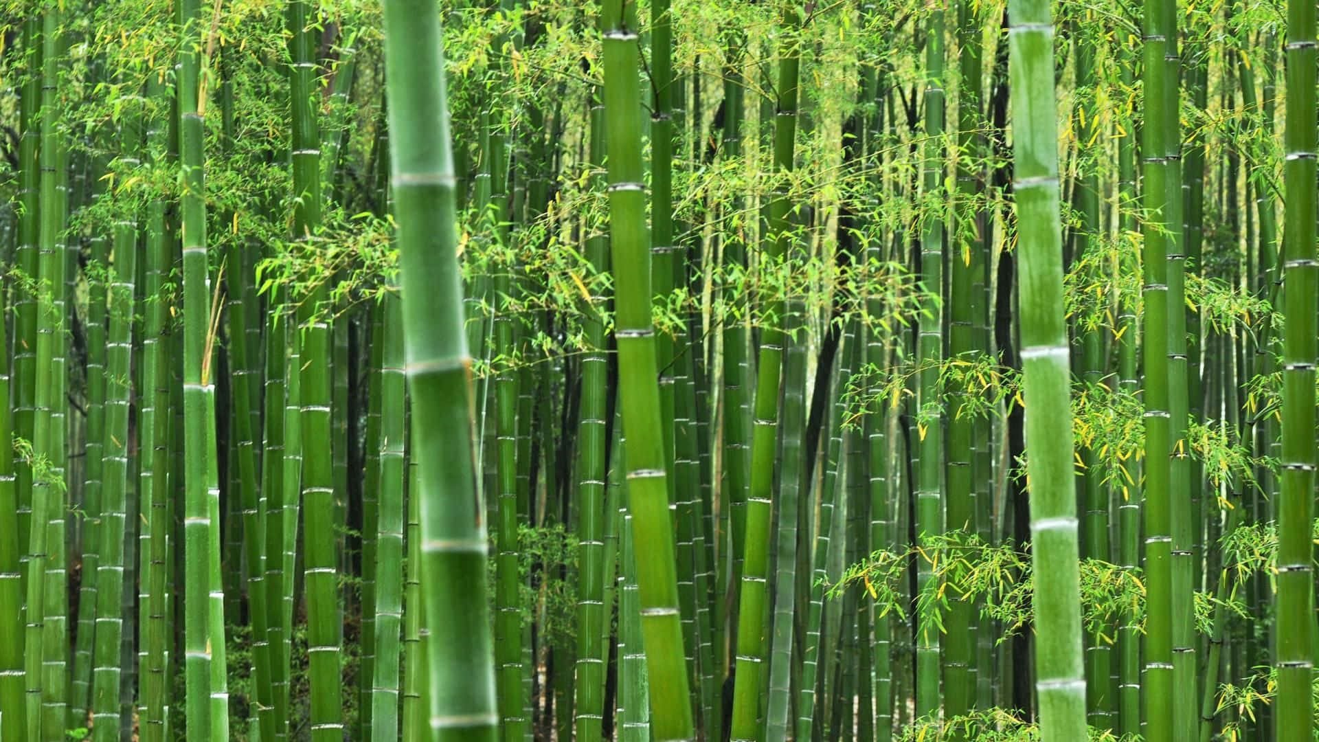A Beautiful Grove Of Chinese Bamboo