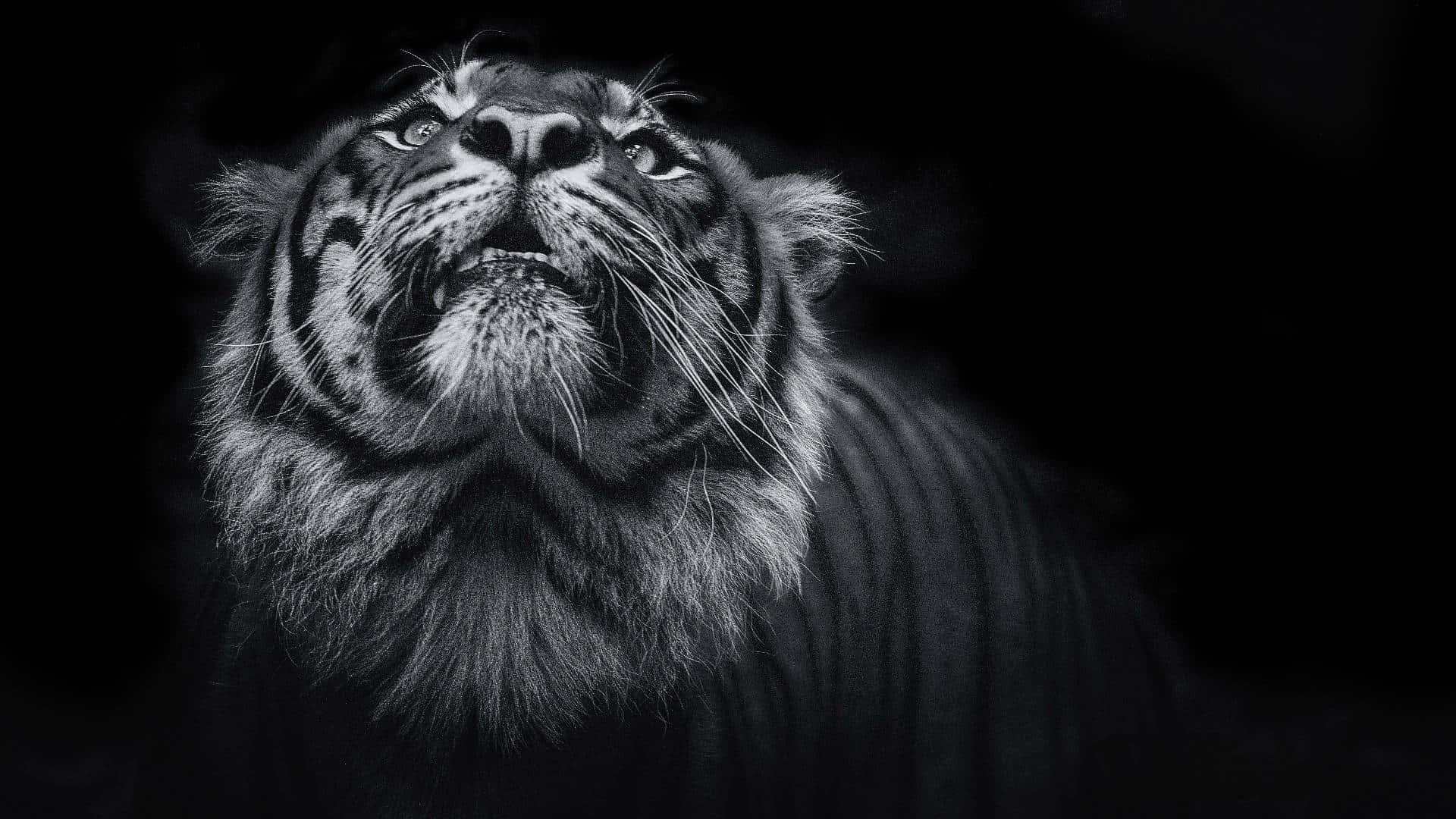 A Black And White Photo Of A Tiger Looking Up