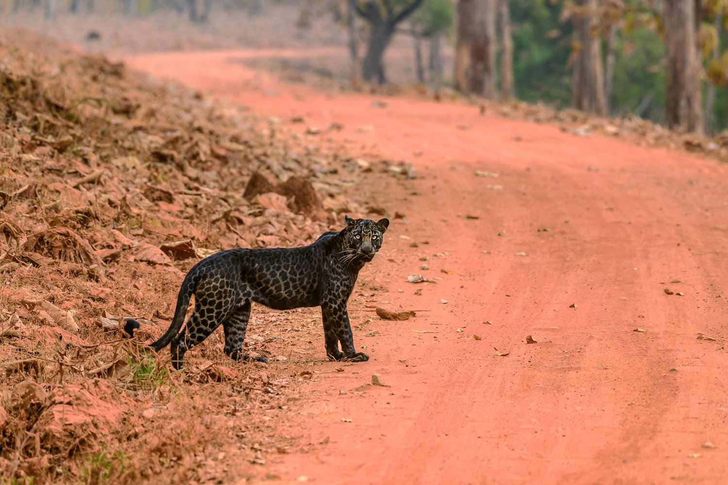 A Black Leopard Sighting