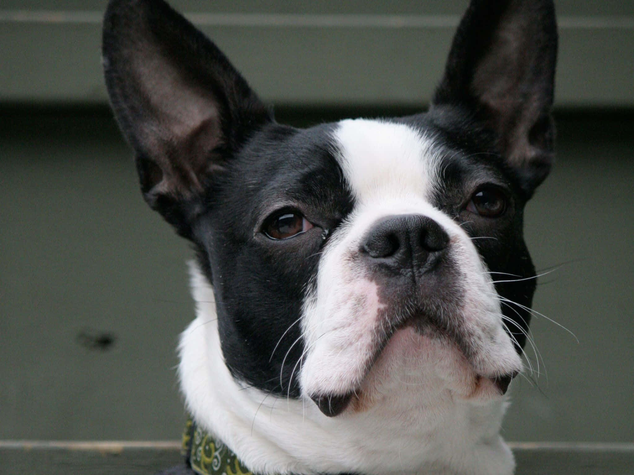 Download free A Boston Terrier Joyfully Looking Up At The Camera ...