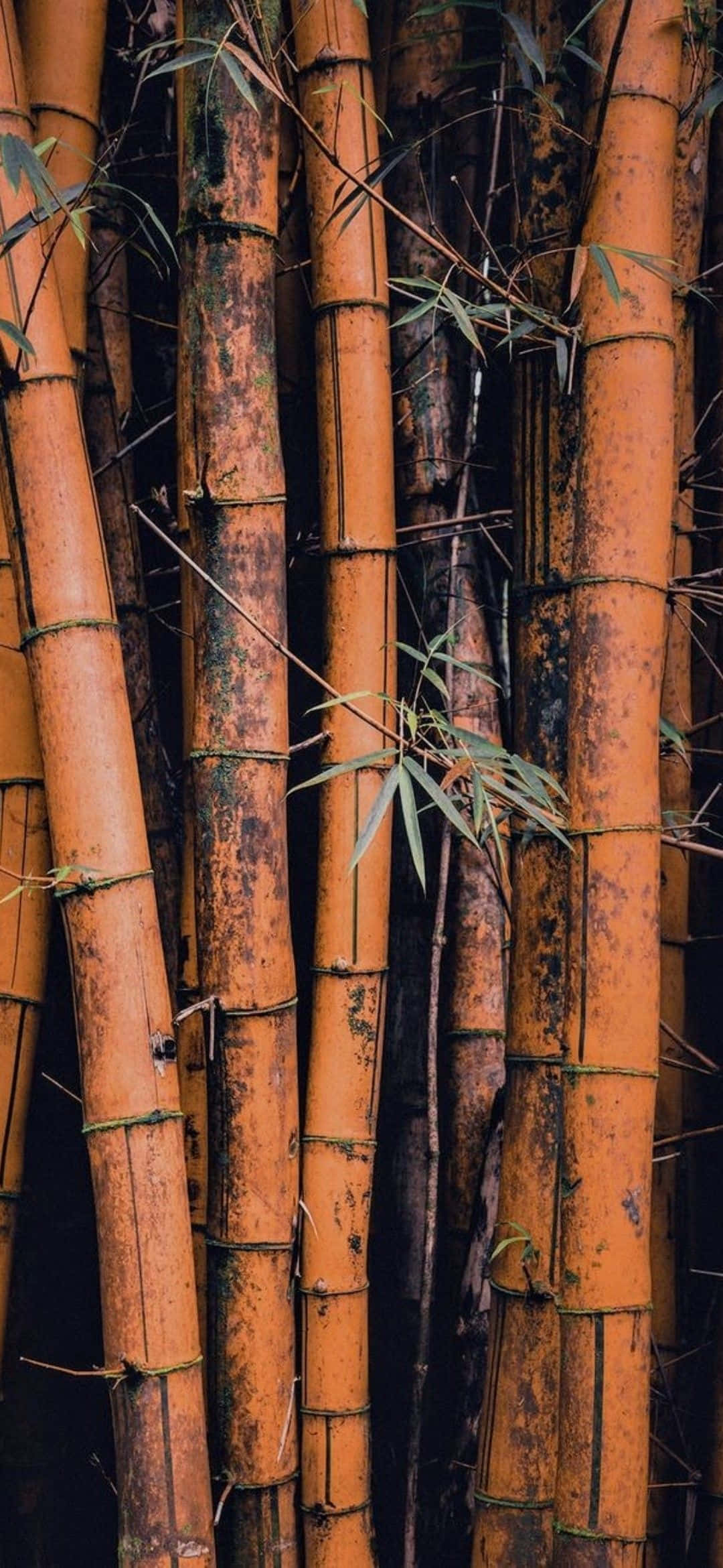 A Close Up Of Some Bamboo Trees