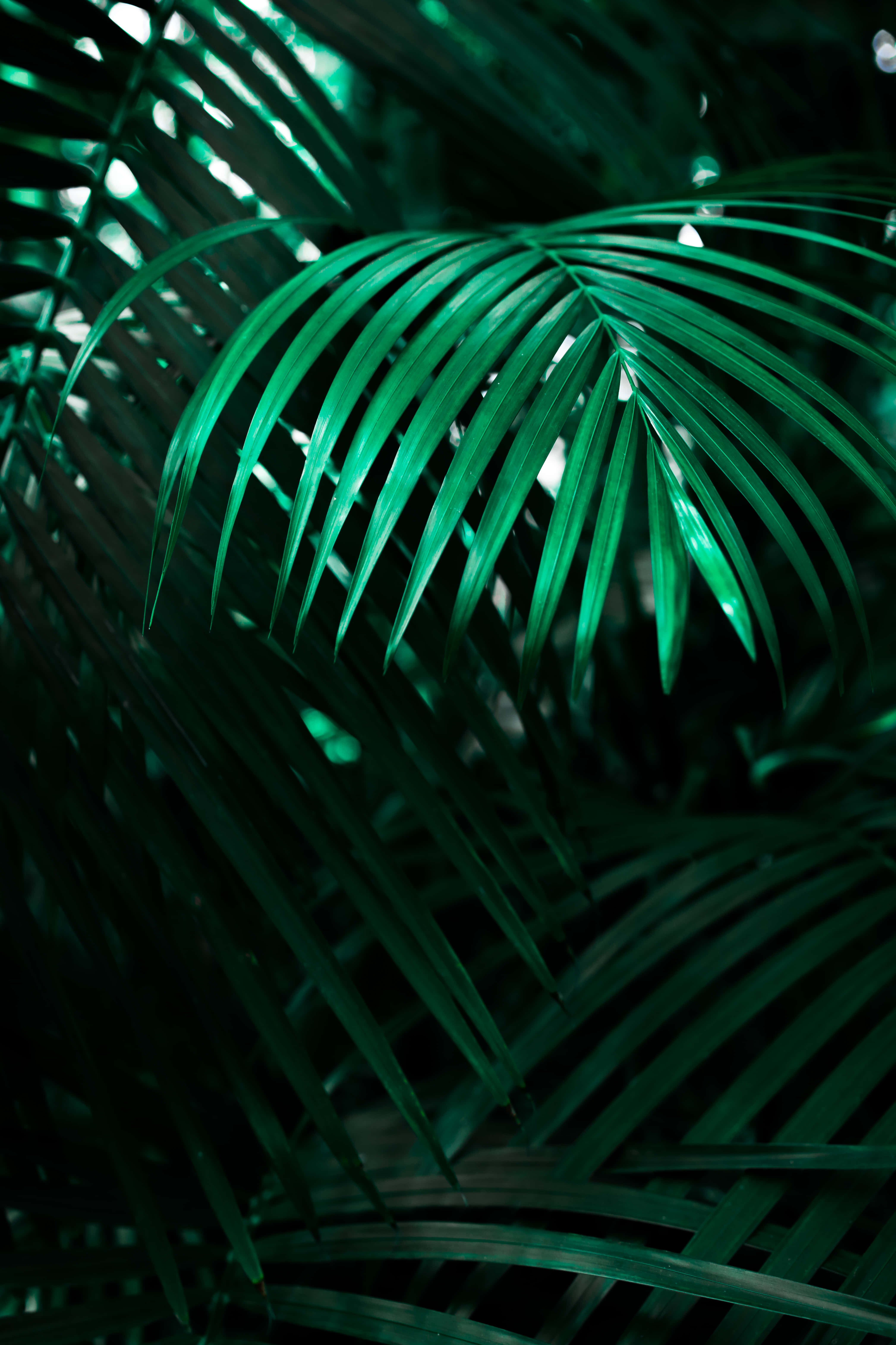 A Desktop Showcasing Colorful Tropical Leaves