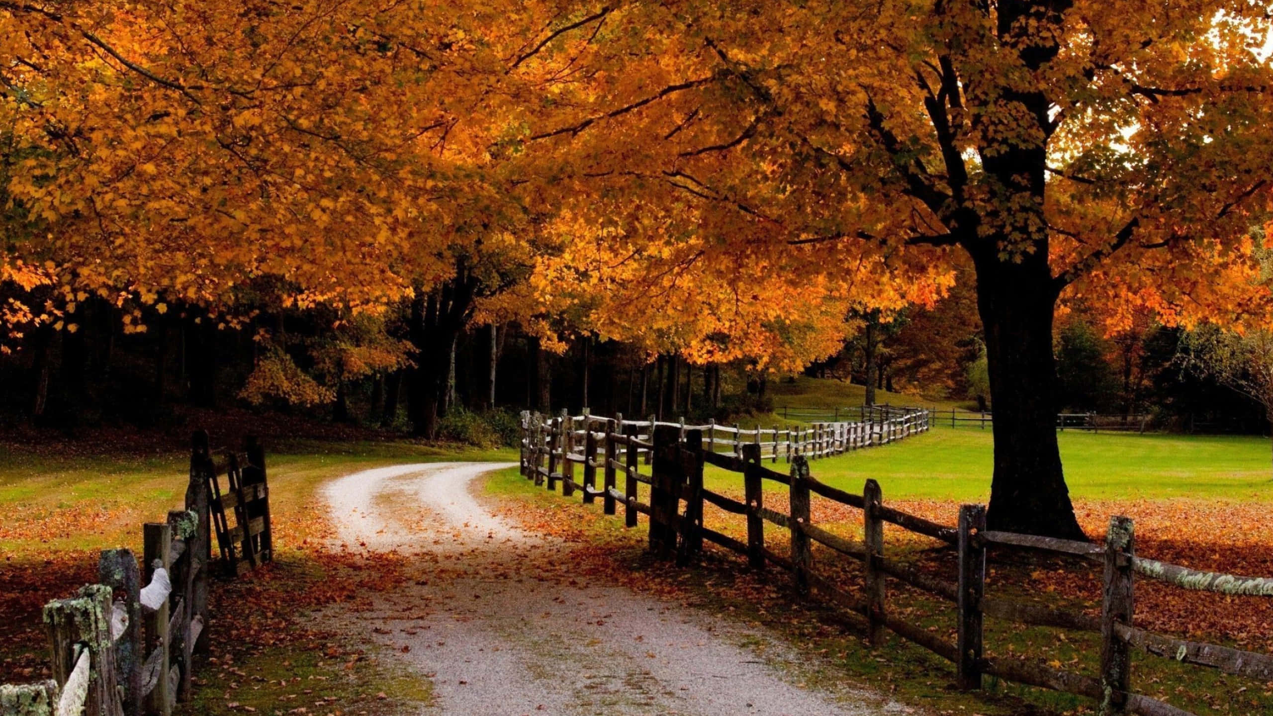 A Dirt Road With Trees And A Fence