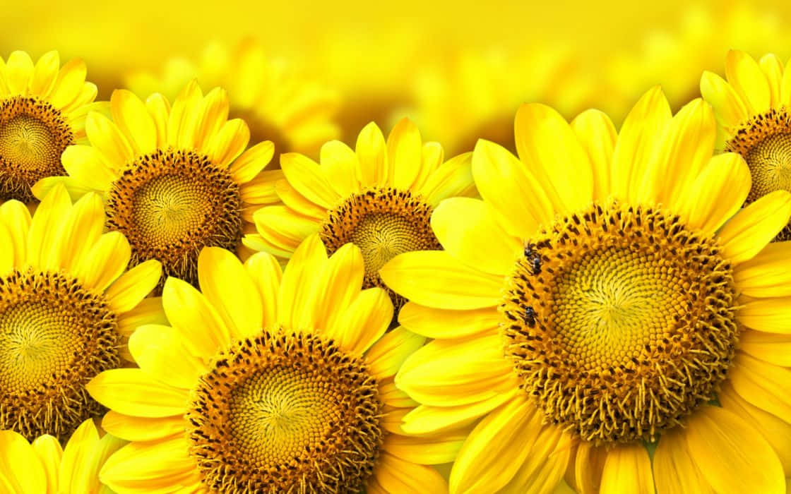 A Field Of Sunflowers Glowing In The Summer Sun