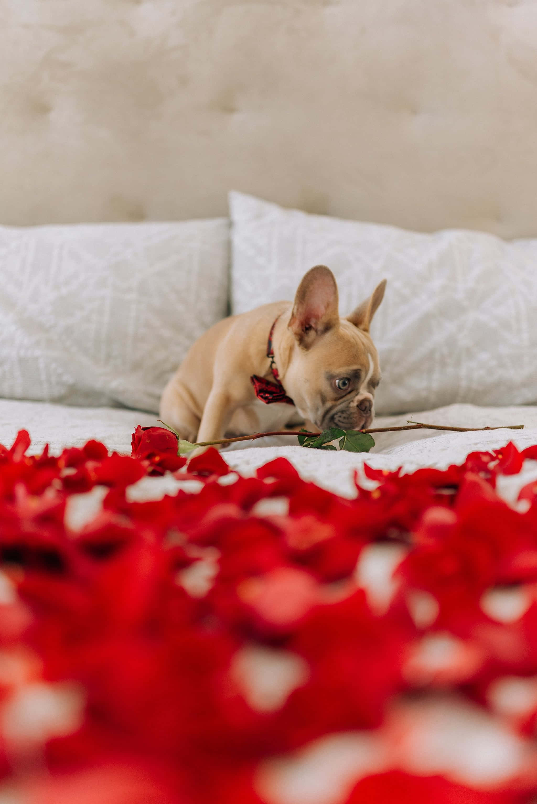 A French Bulldog Laying On A Bed With Rose Petals