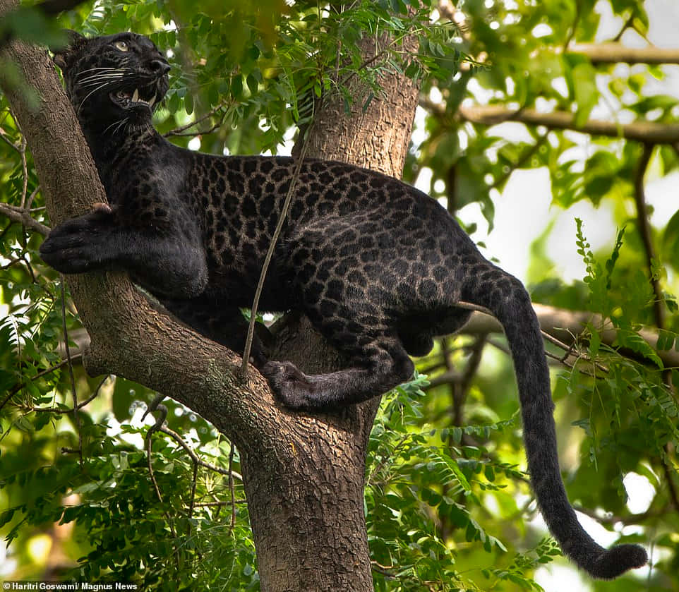 A Leopard In A Tree