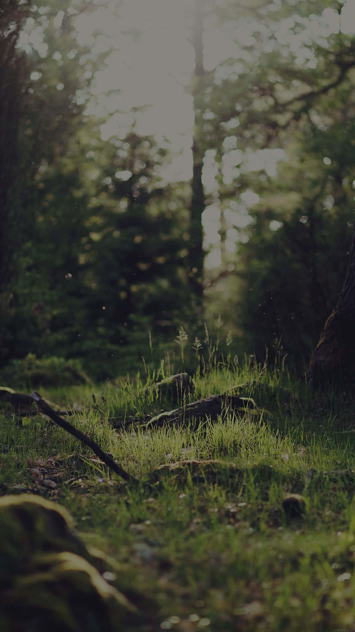A Lush And Vibrant Dark Green Forest Stretching Out As Far As The Eye Can See.