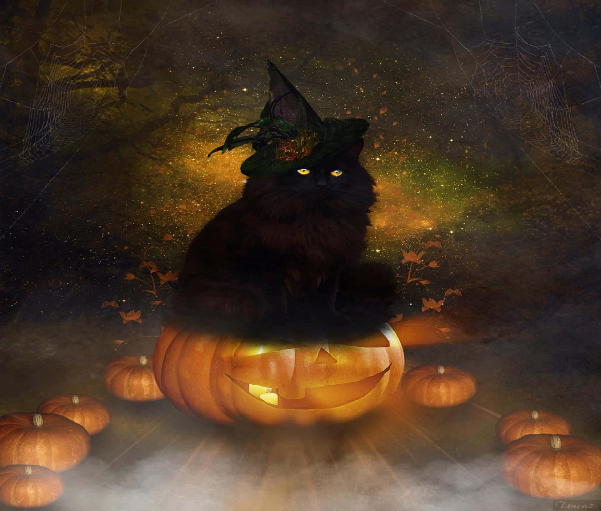 A Magical Black Cat Has Come Out To Join The Halloween Festivities.