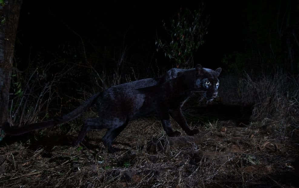A Majestic Black Leopard Admiring The View In Its Natural Habitat