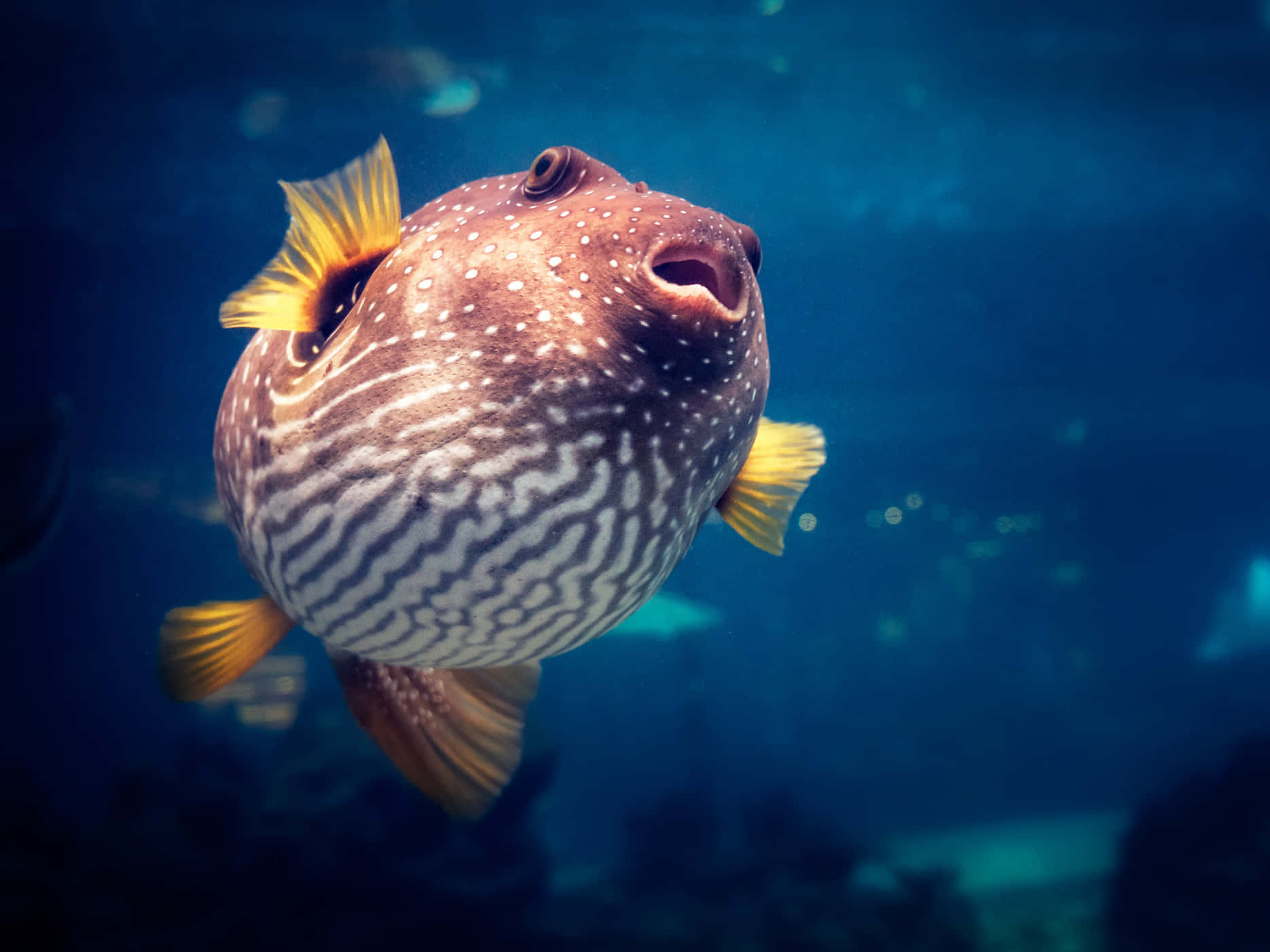 Рыба токсины. Тропические рыбы. Иглобрюх. Рыба Pufferfish. Глаз рыбы.