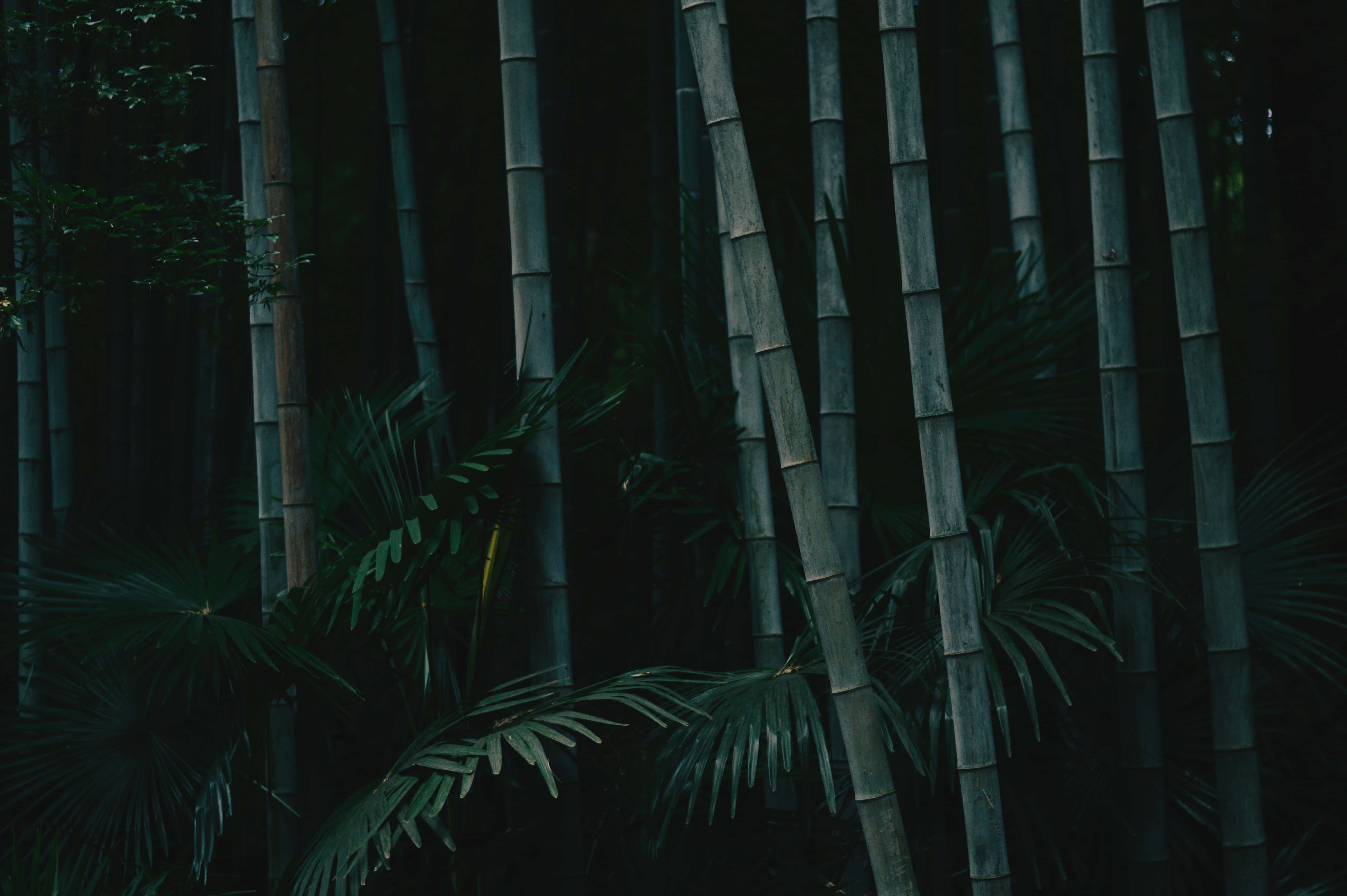 A Man Is Sitting In A Bamboo Forest