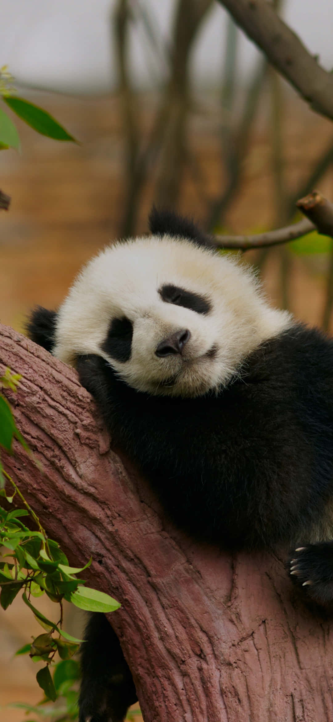 A Panda Bear Is Sleeping On A Tree Branch