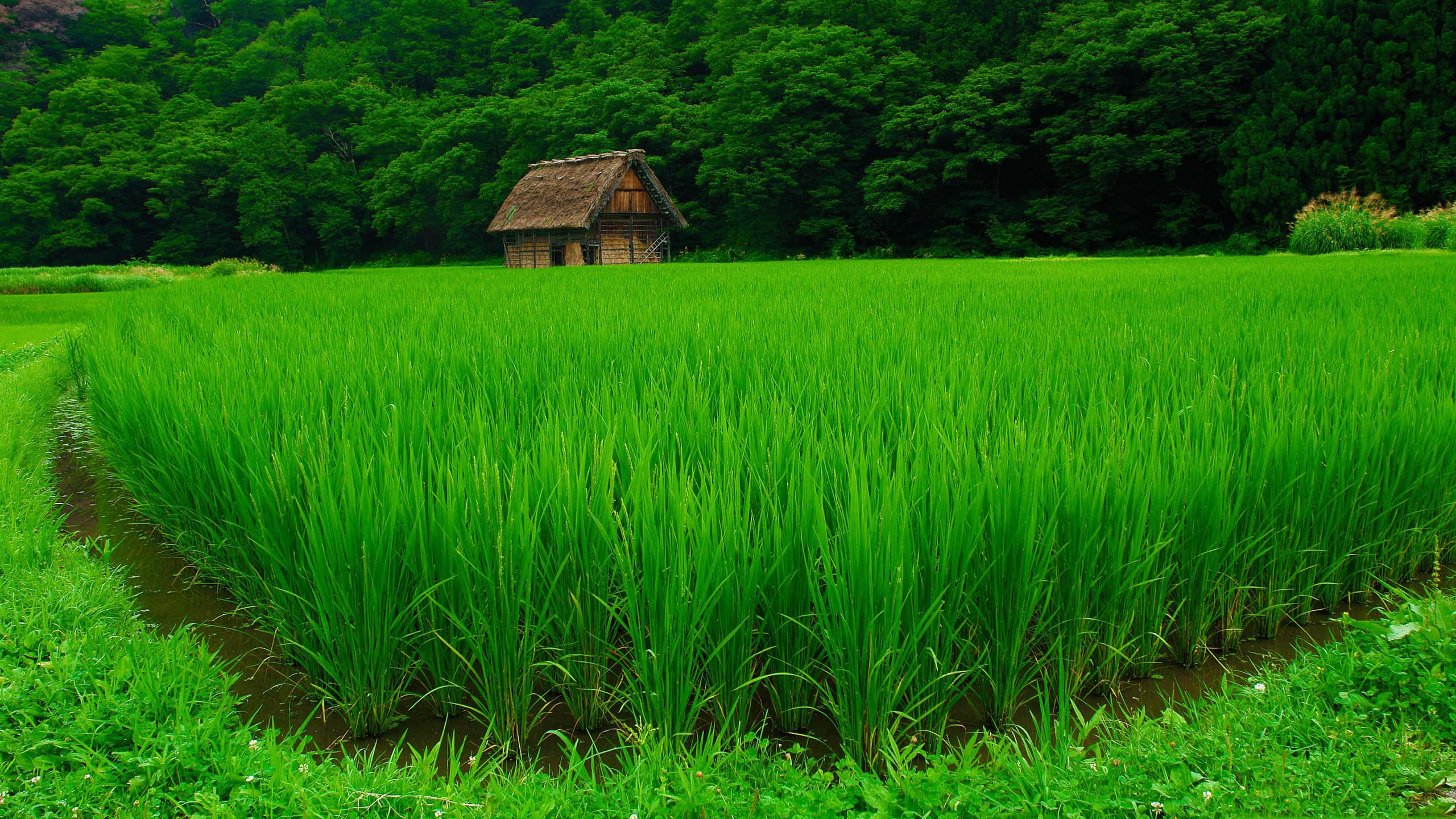 A Picturesque View Of A Rural Farm
