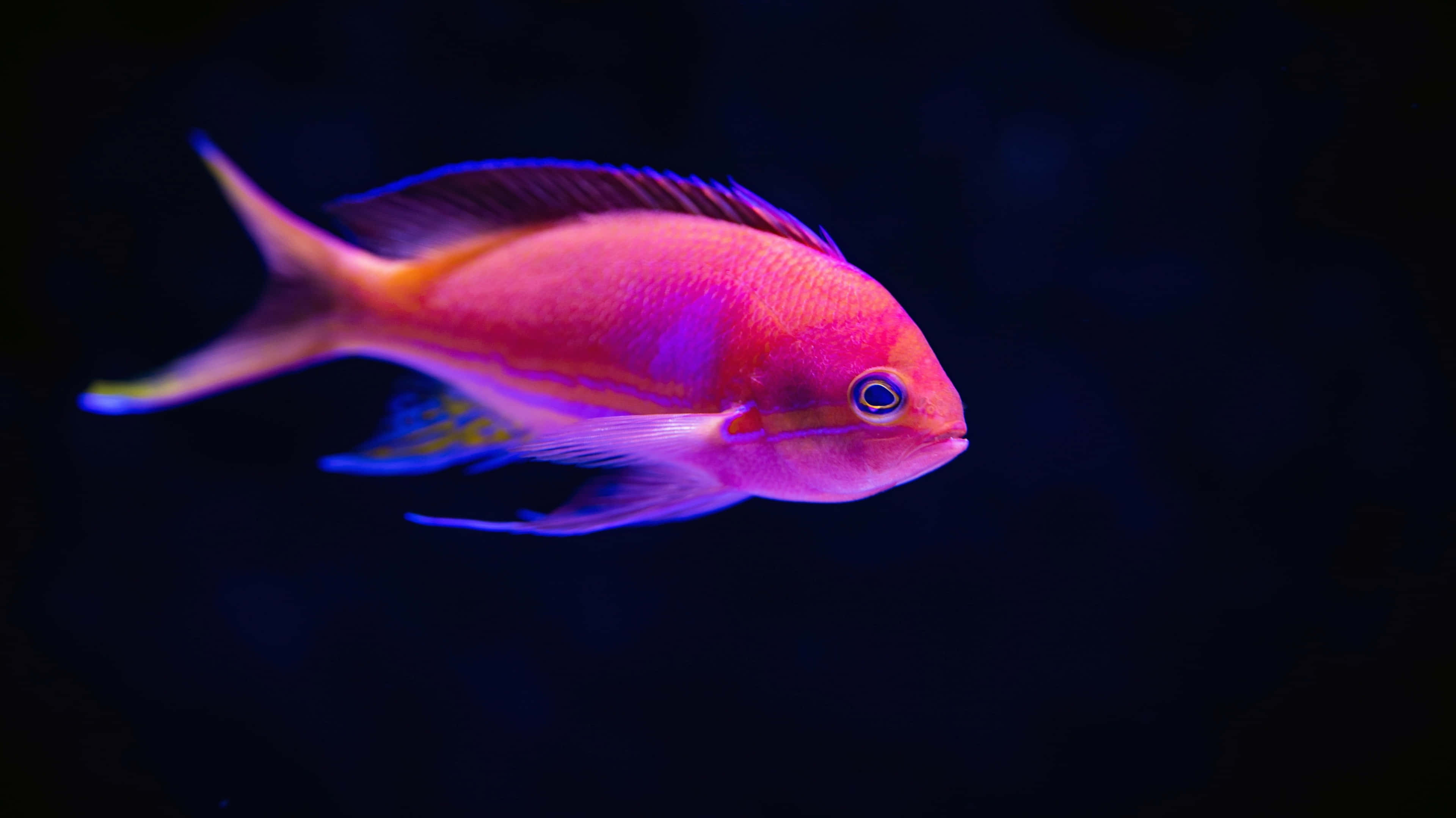 A Pink And Purple Fish Swimming In A Dark Tank