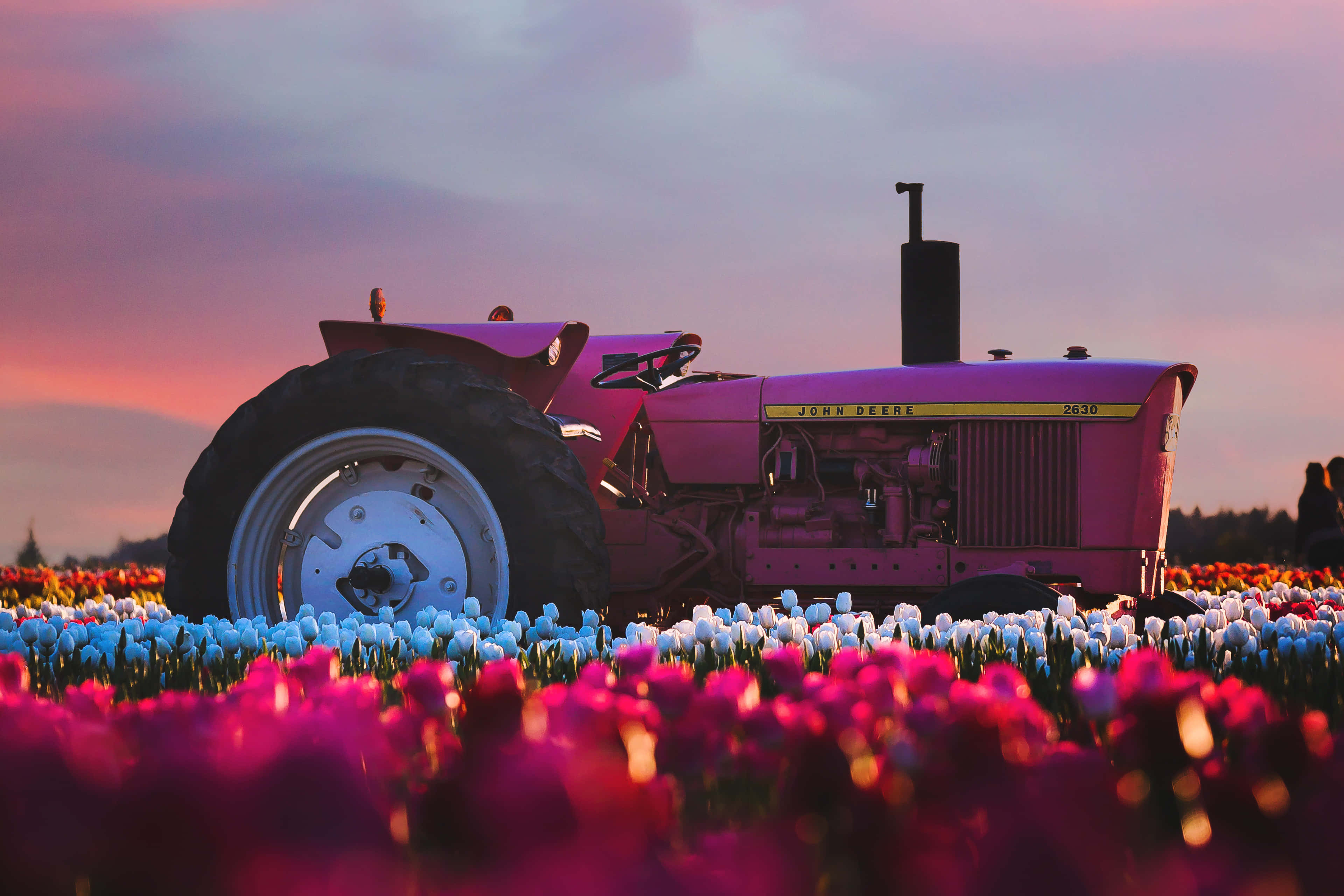 A Pink Tractor In A Field Of Tulips