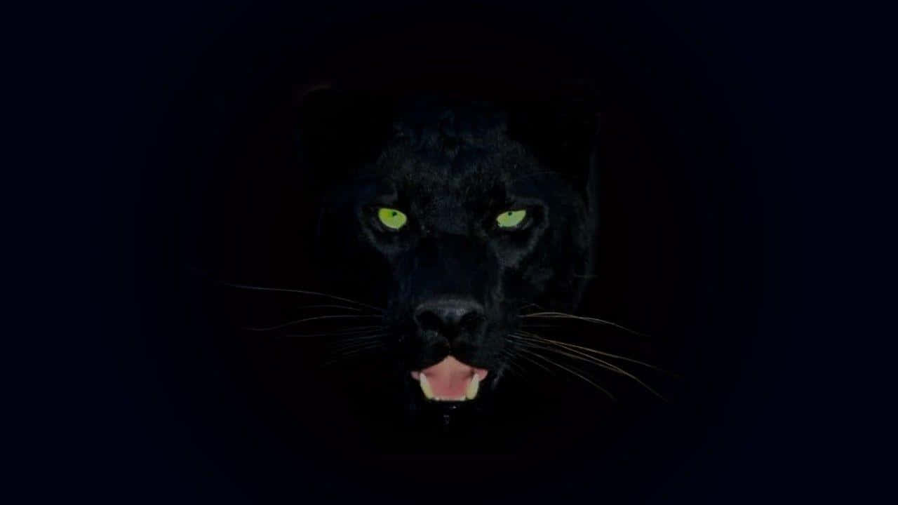 A Rare Black Leopard Delicately Stalks Through The Jungle