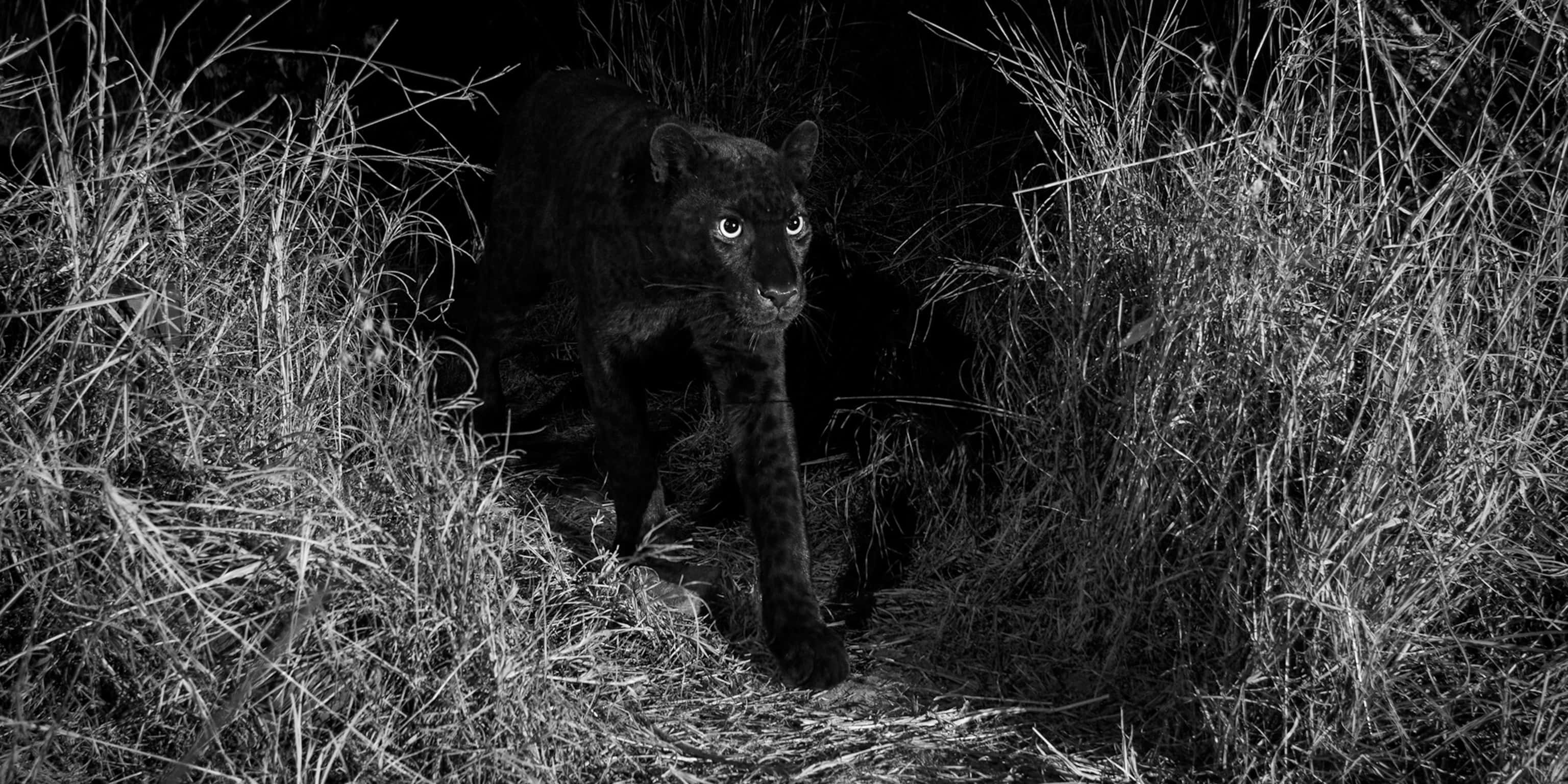 A Rare Black Leopard Resting In Nature