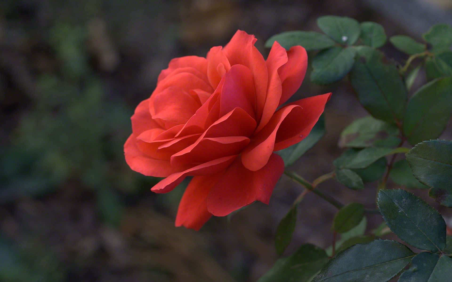 A Red Rose
