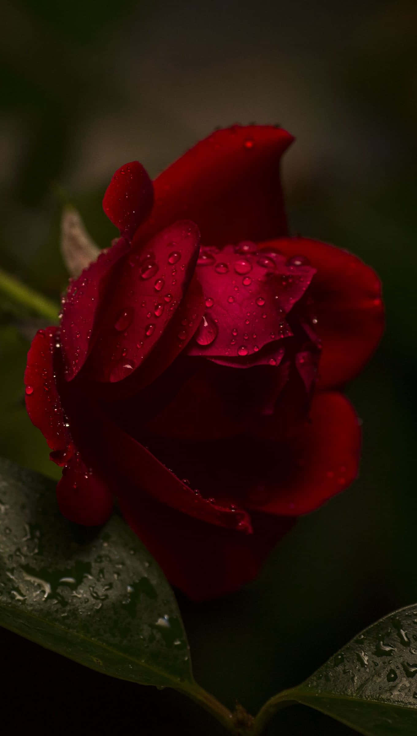 A Red Rose With Water Droplets On It