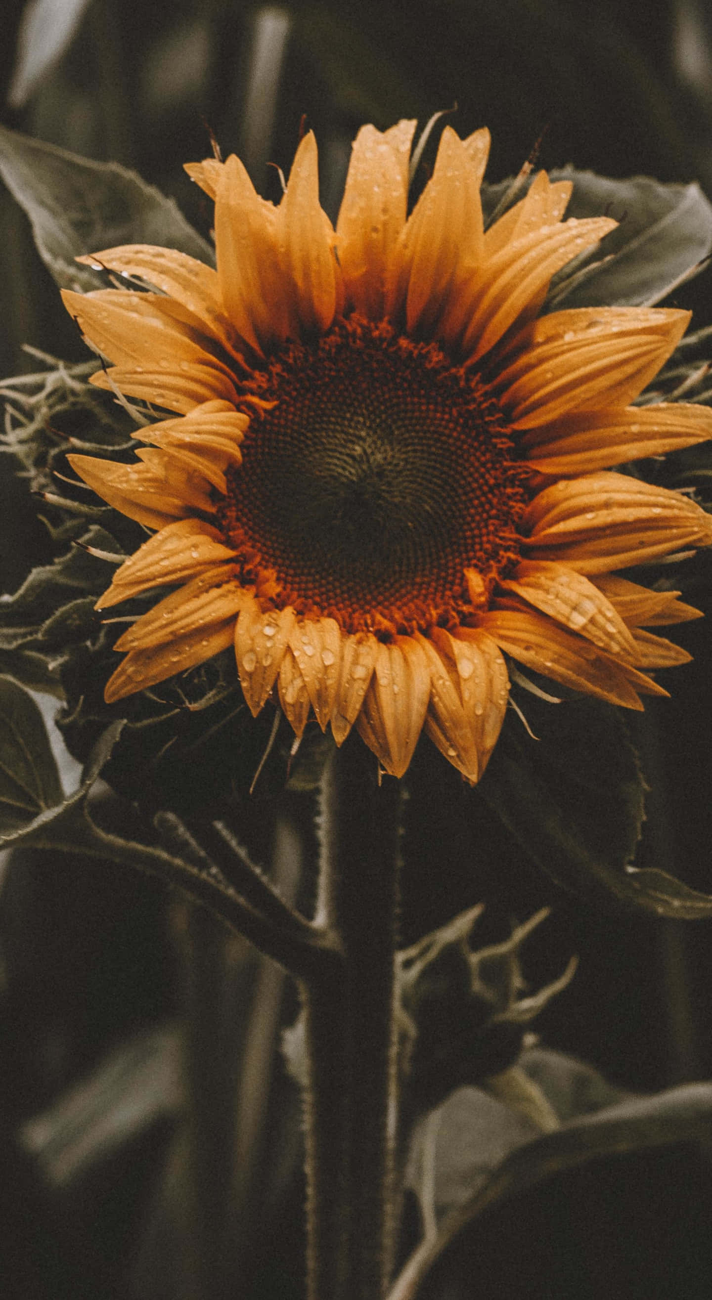 A Sunflower In Full Bloom, Surrounded By Plants In A Blooming Garden.