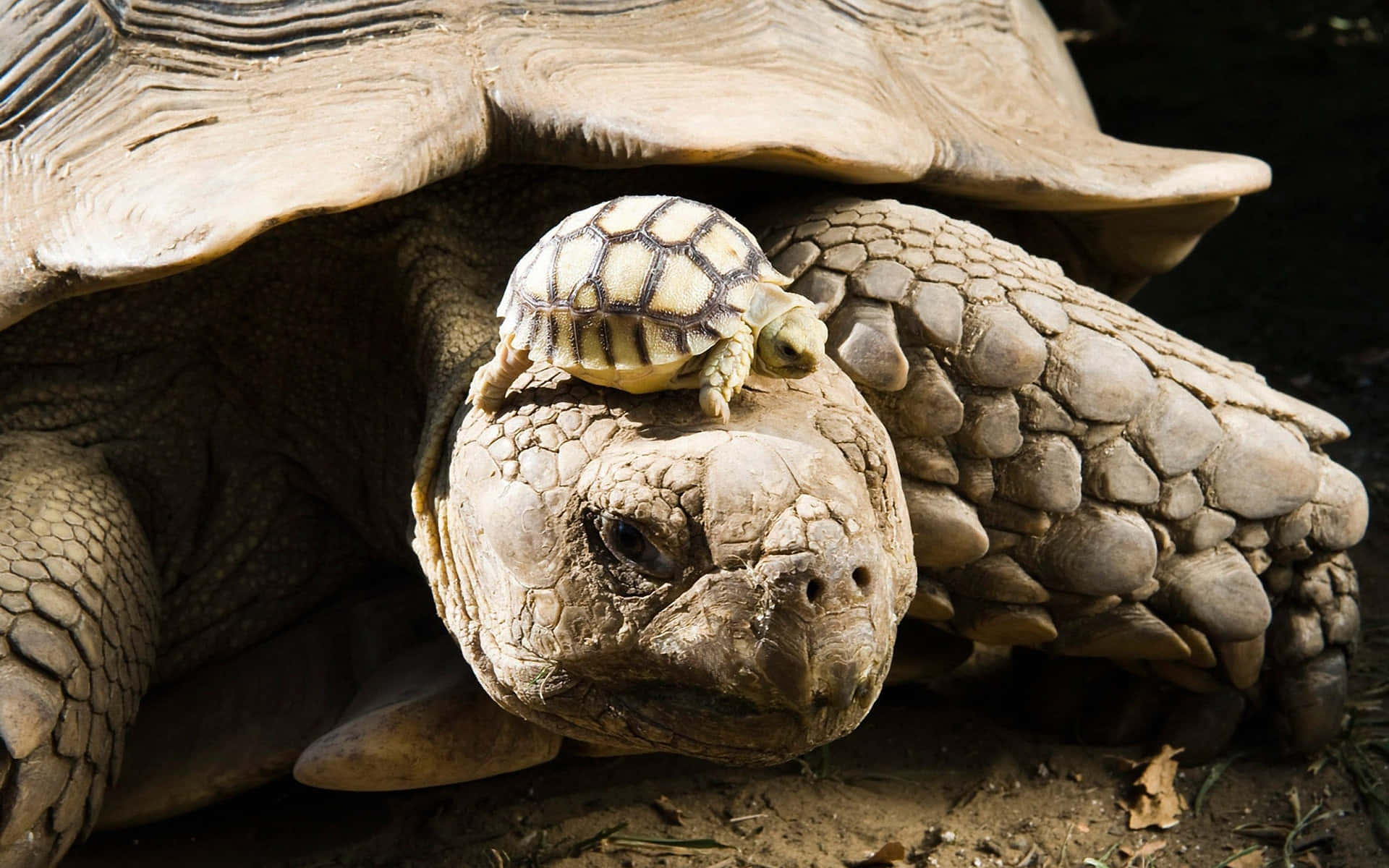 A Tortoise With A Baby On Its Back