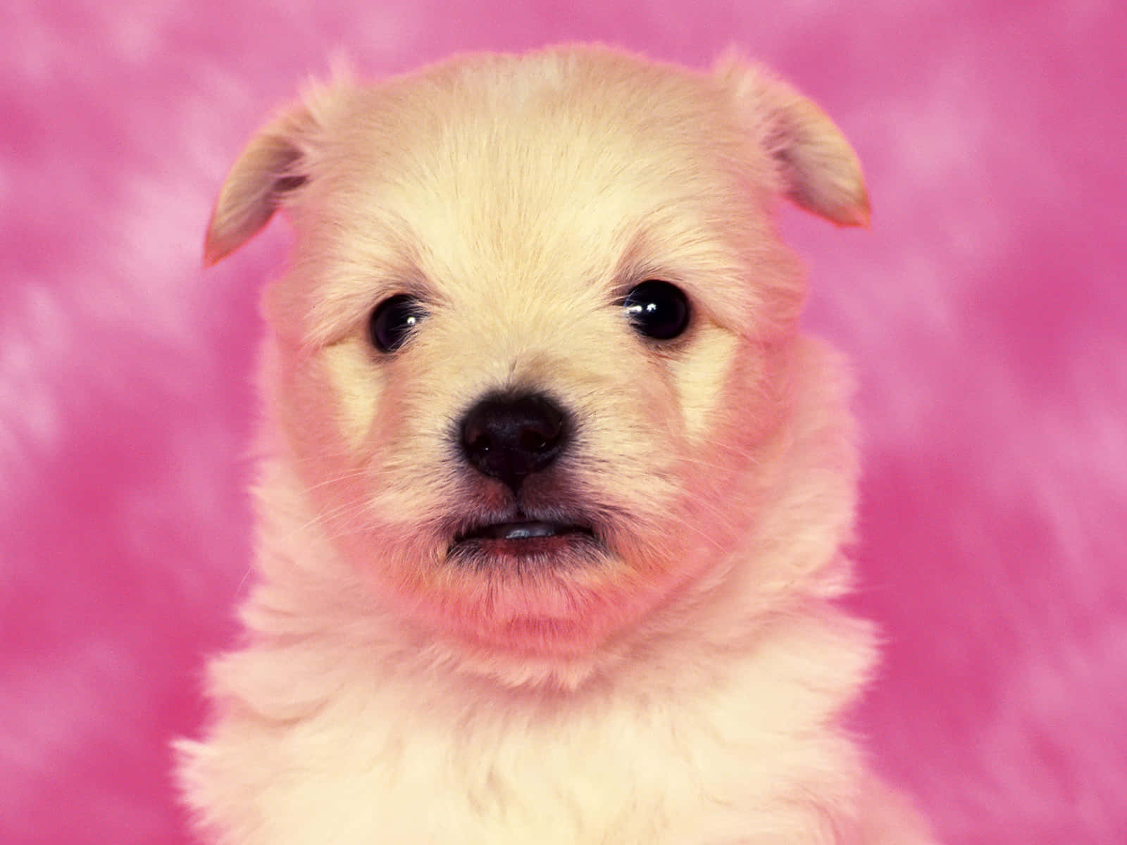 A White Puppy Is Sitting On A Pink Background