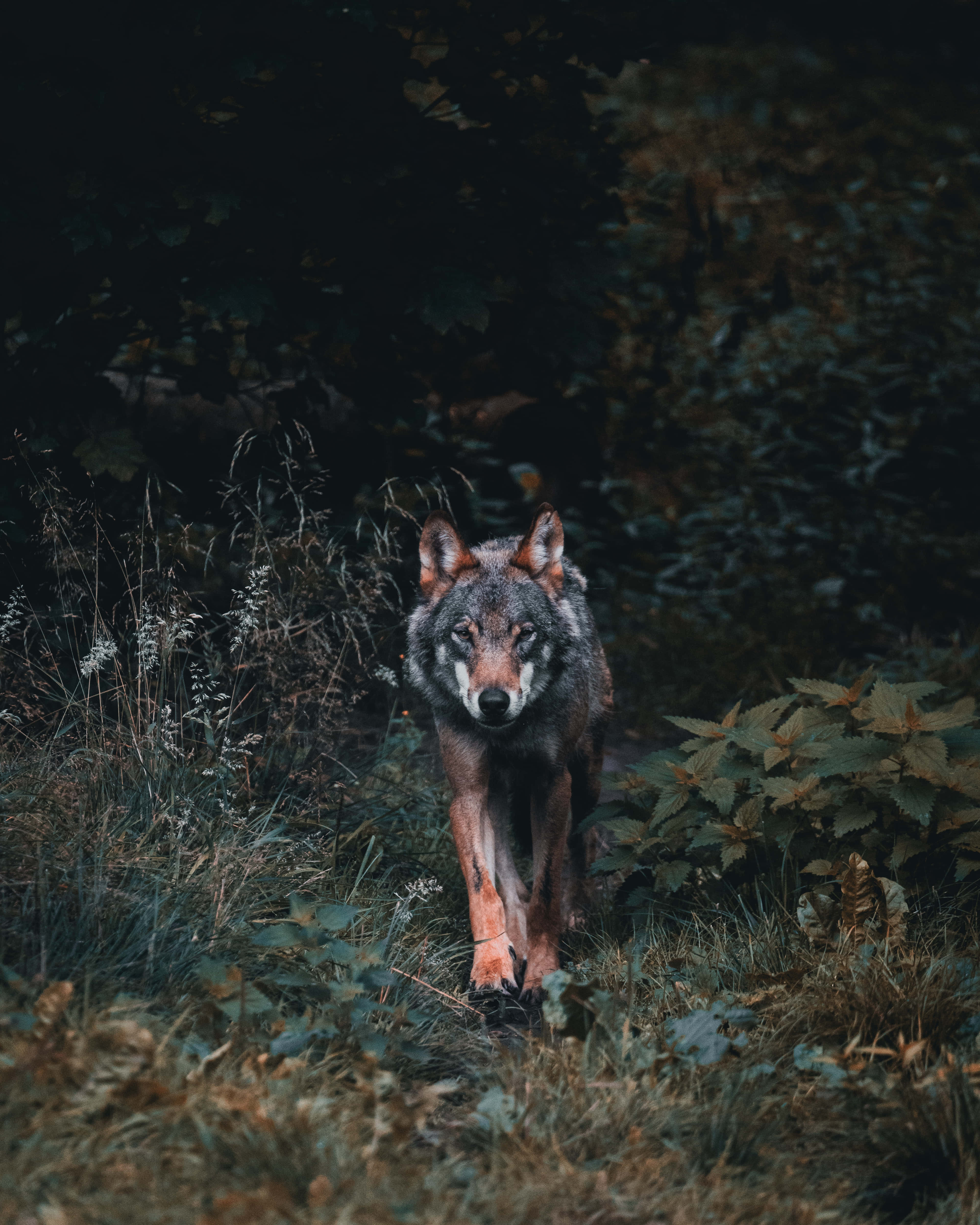 A Wolf Walking Through The Woods