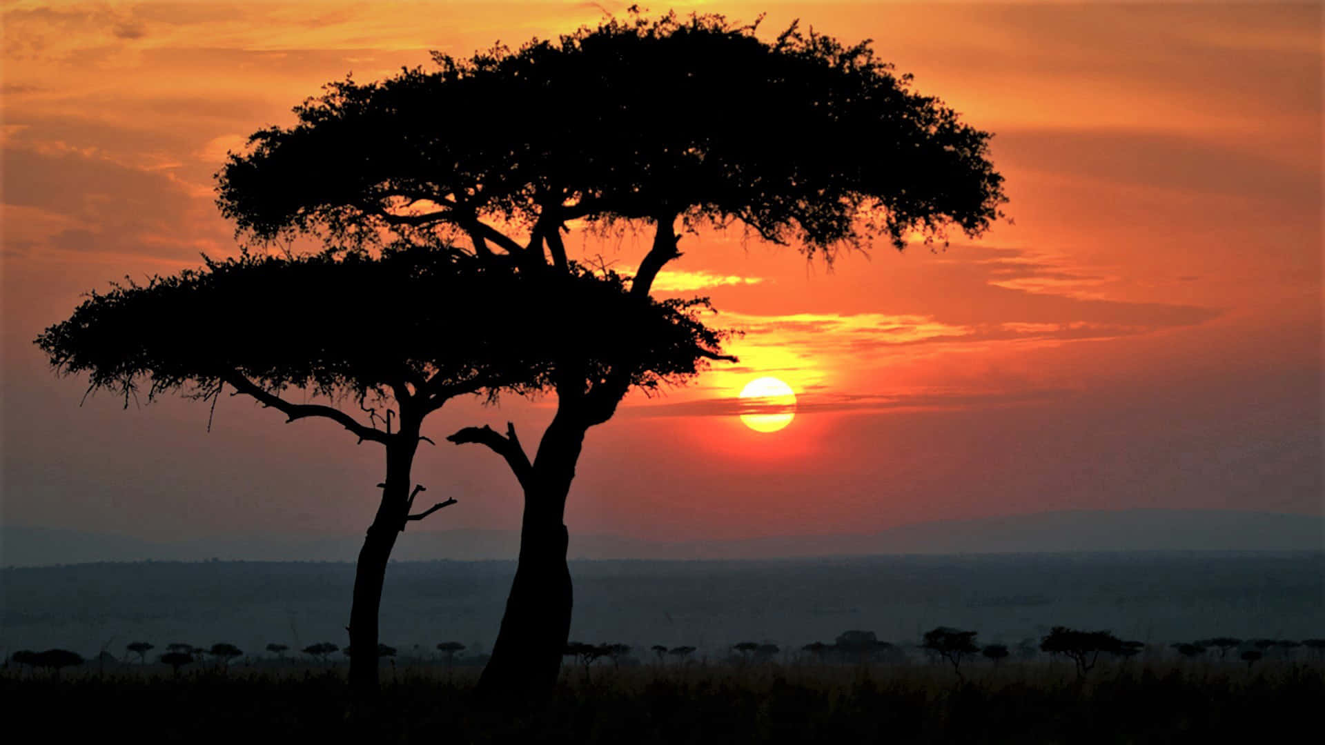 Africa Hd Trees
