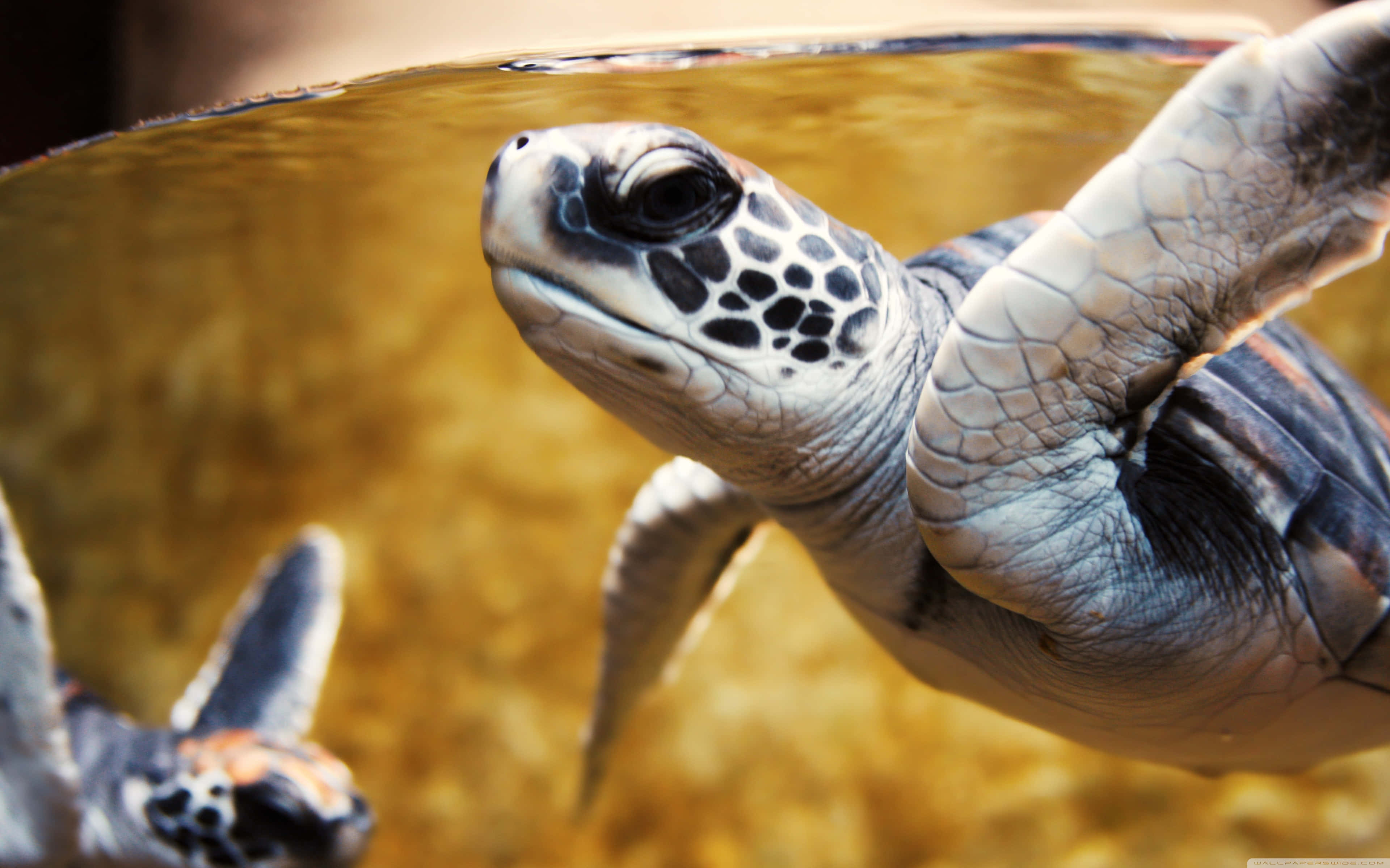 An Adorable Baby Turtle Enjoys The Sun.