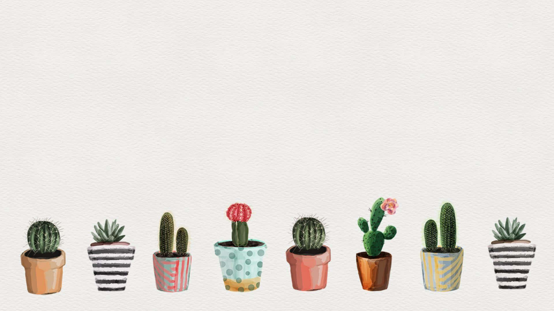 Assorted Cactus Collection Desktop