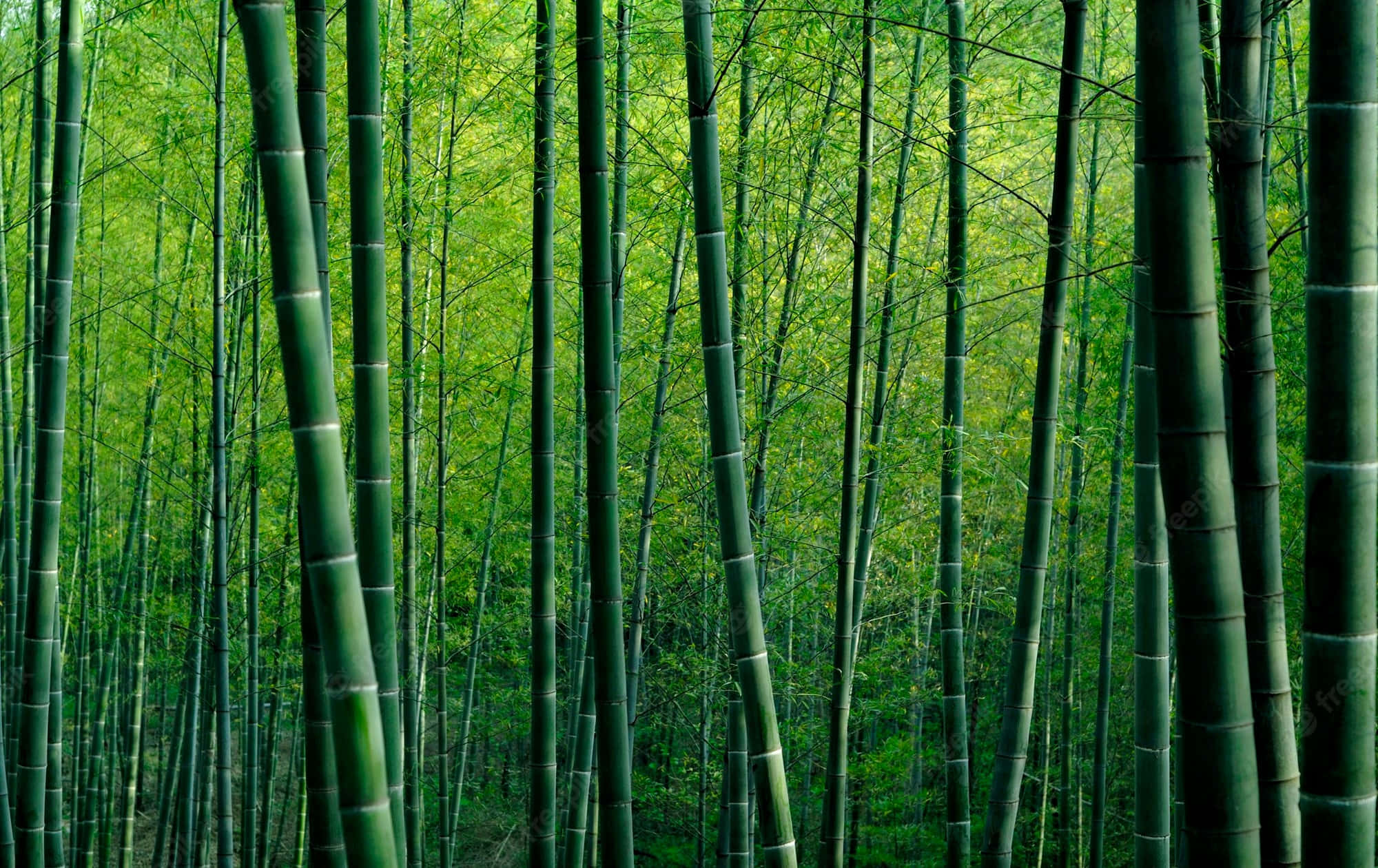 Bamboo Forest In A Green Forest