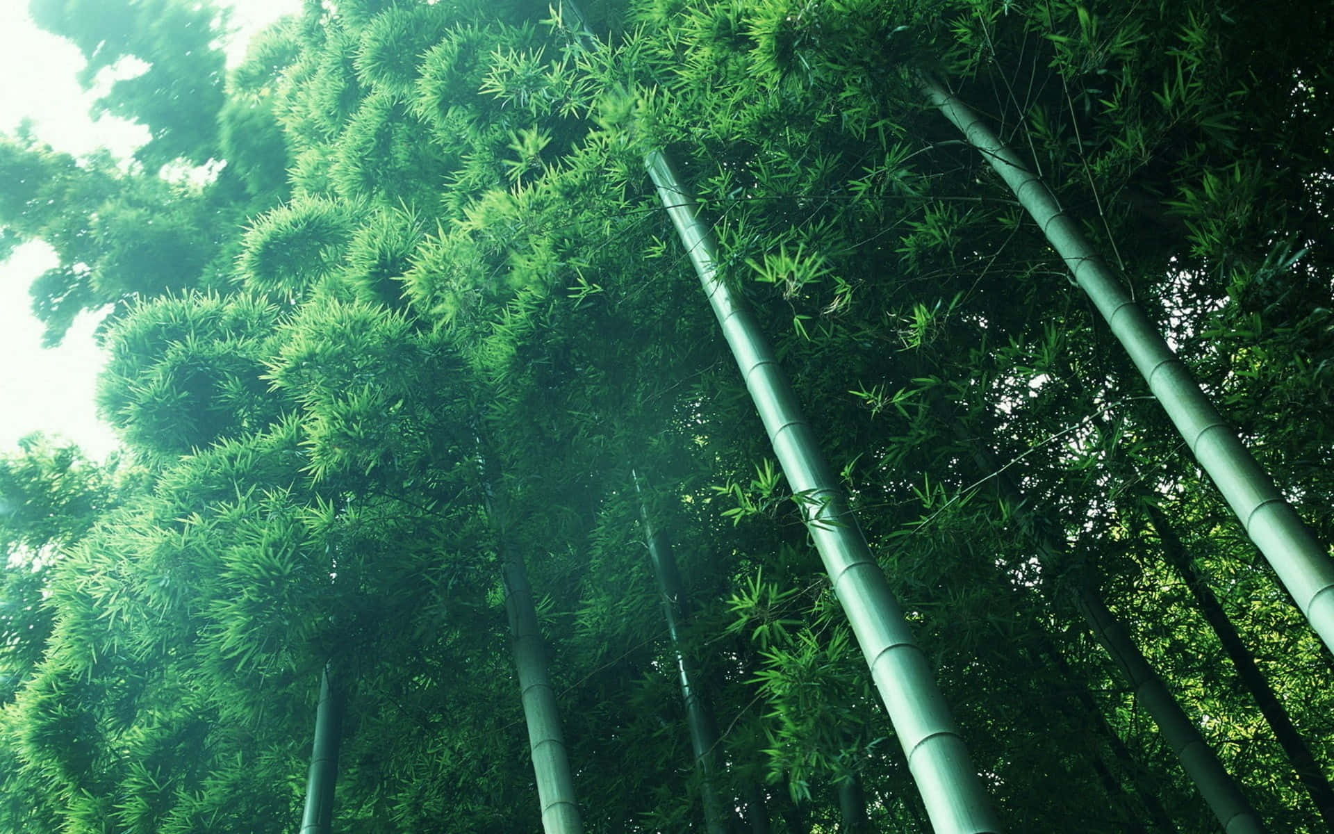 Bamboo Forest In A Green Forest