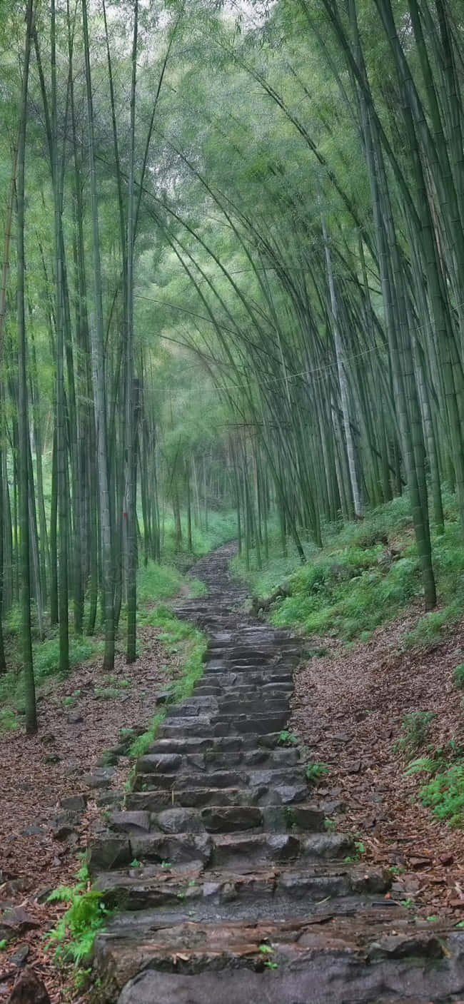 Bamboo Forest Path Wood Print