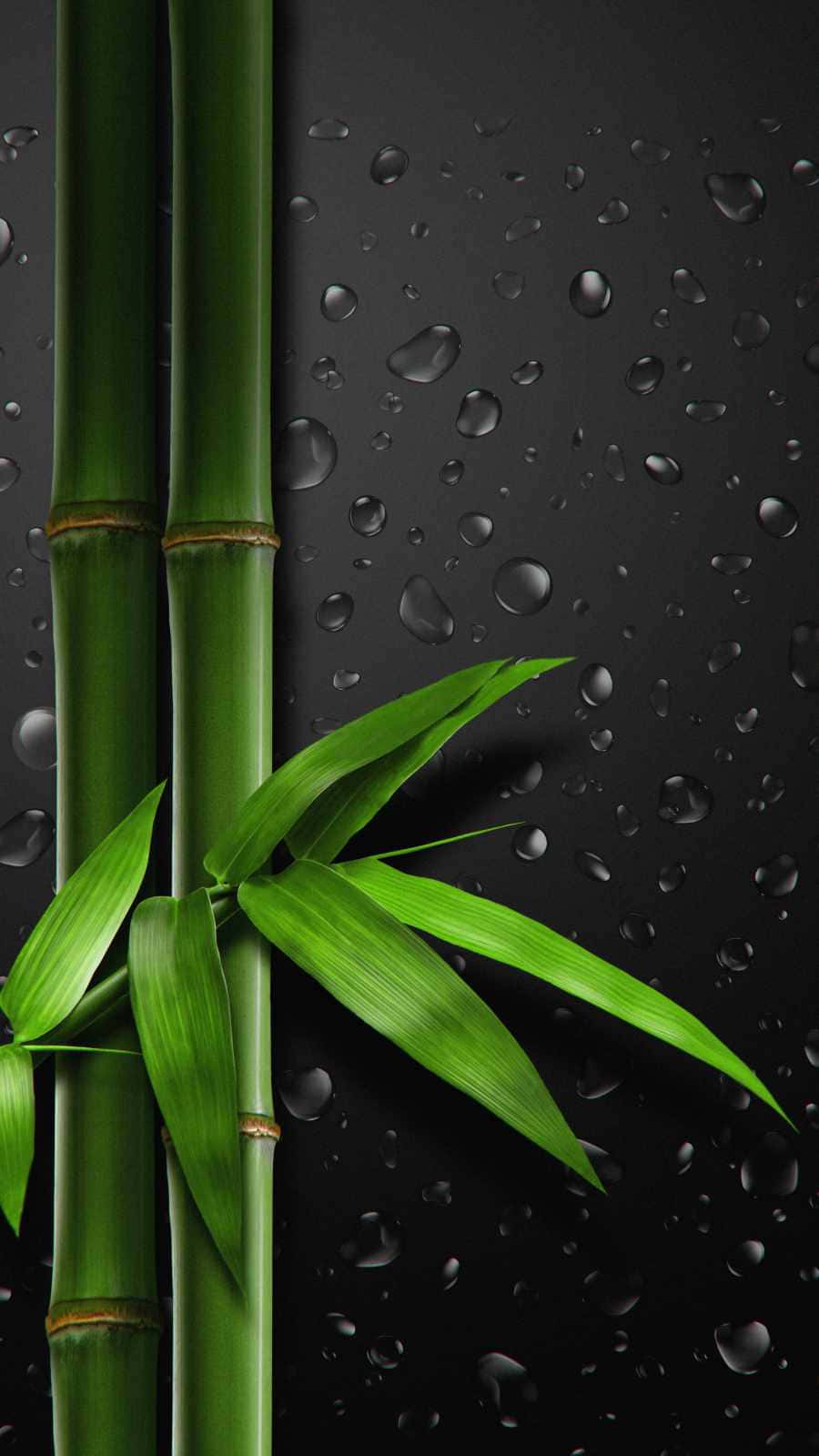 Bamboo Wallpapers - Wallpapers For Desktop