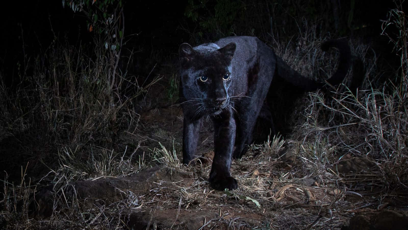 Beautiful Black Leopard In Its Natural Habitat