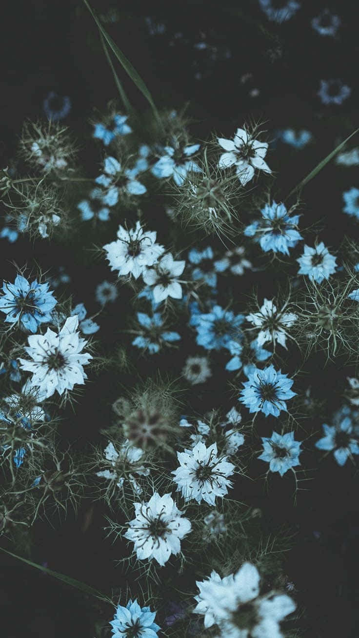 Blue Flowers In The Dark