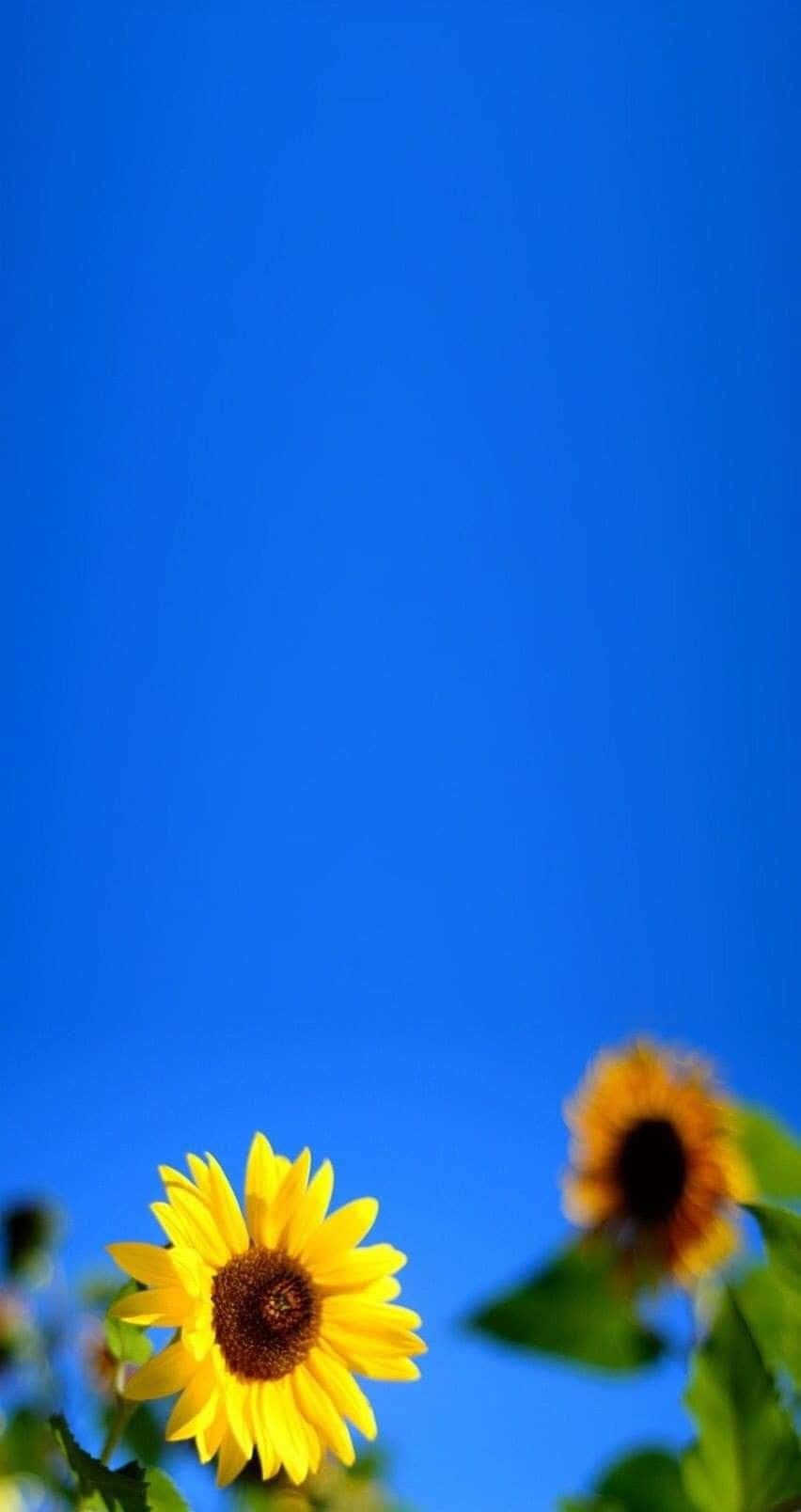 Blue Sky And Sunflower Aesthetic Iphone
