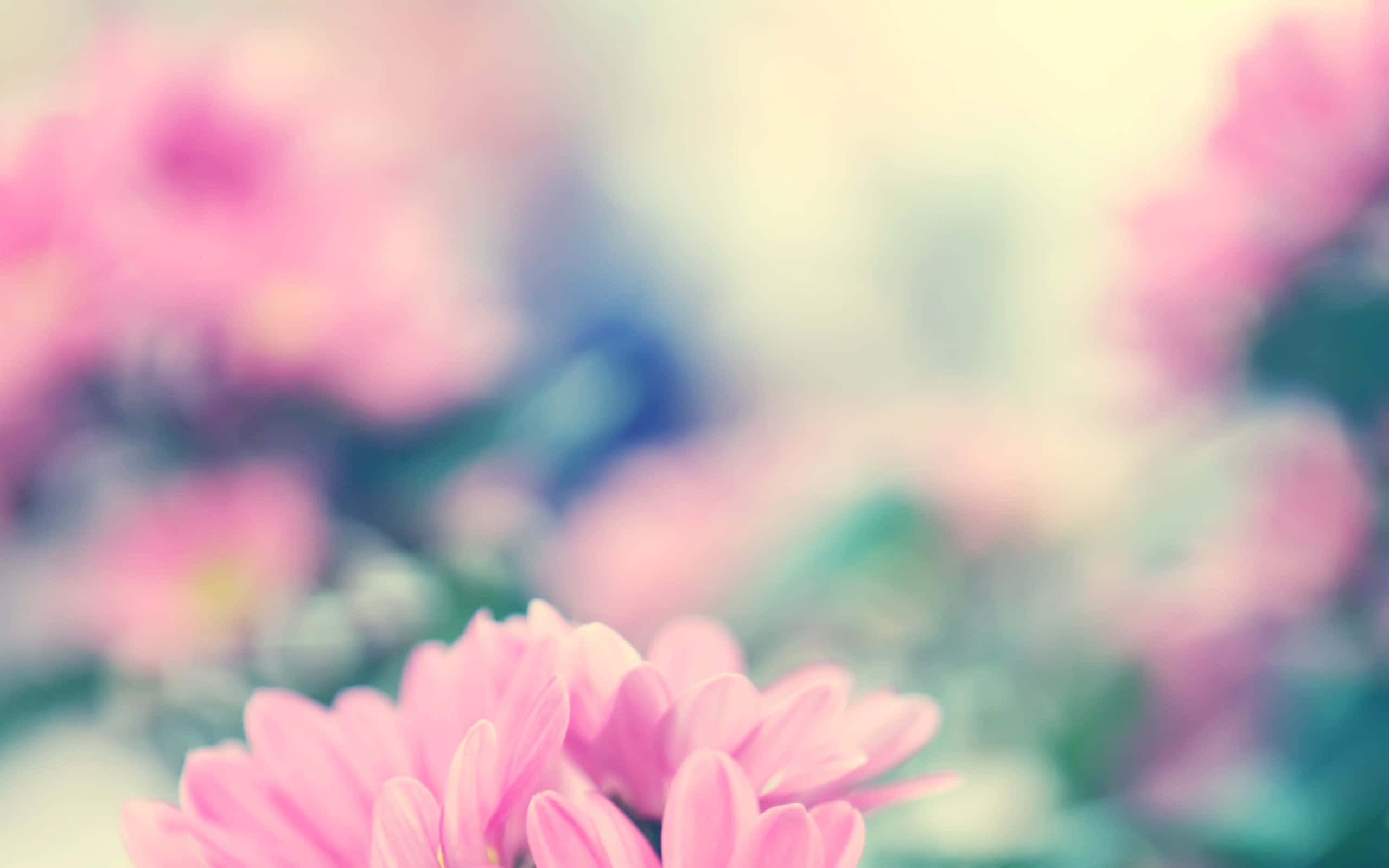 Blurry Tumblr Flowers Desktop